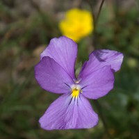 /album/fleursetplantesfleuries/pensee-des-alpes-jpg/